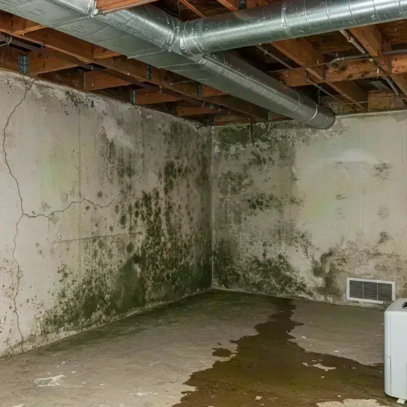 Professional Mold Removal in Warren County, MO